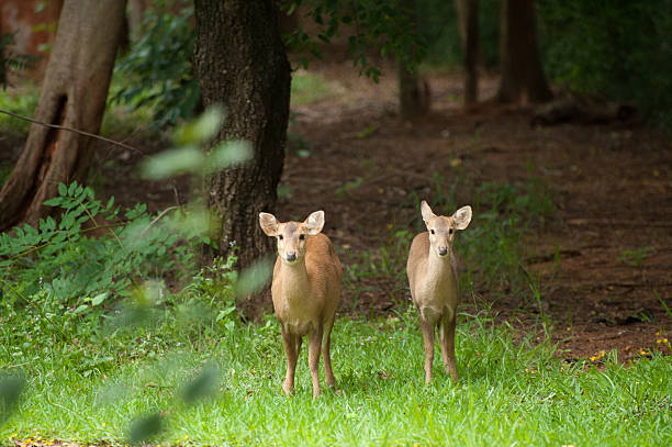 istock Hog deer free in the zoo, Thailand 467019860