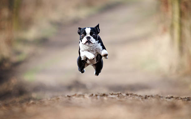 Bela boston terrier cachorro correndo e voar em fundo de primavera nos EUA - foto de acervo