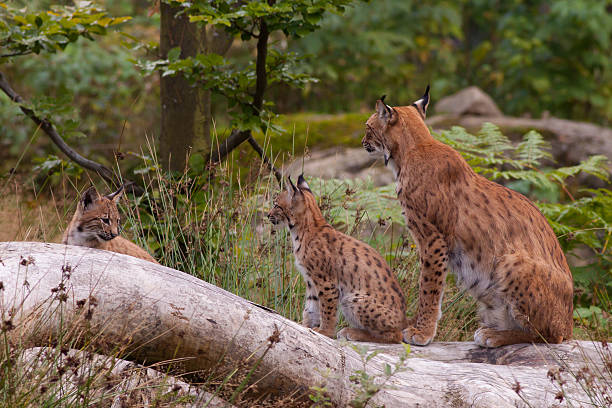 istock Eurasian lynx with cubs 467020461