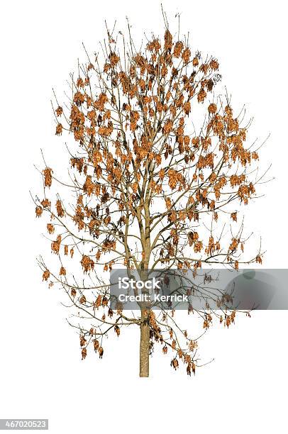 Baum Im Herbstisoliert Auf White Ash Stockfoto und mehr Bilder von Ast - Pflanzenbestandteil - Ast - Pflanzenbestandteil, Baum, Baumrinde