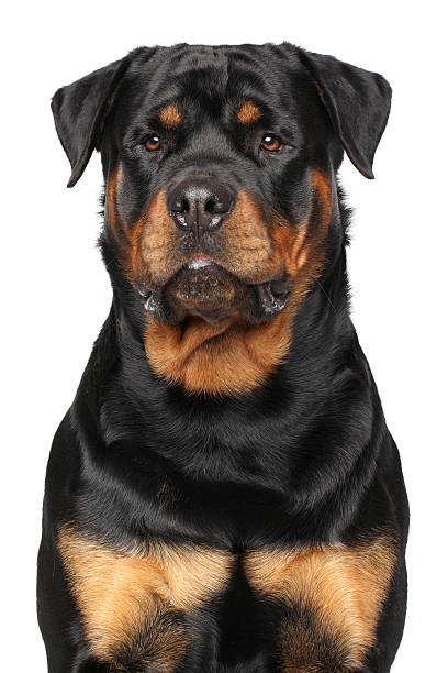 istock Portrait of a purebred rottweiler 467021564