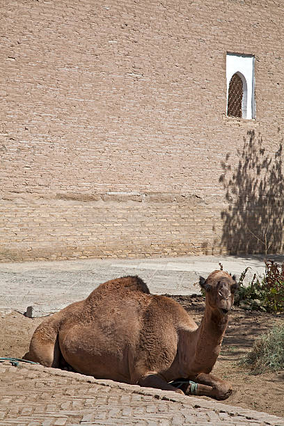 istock Uzbekistan, the camel 467021639