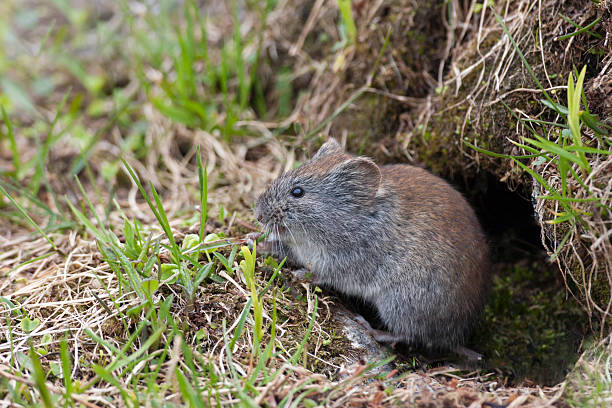istock Grauroetelmaus, Clethrionomys rufocanus, Grey red-backed vole 467021743