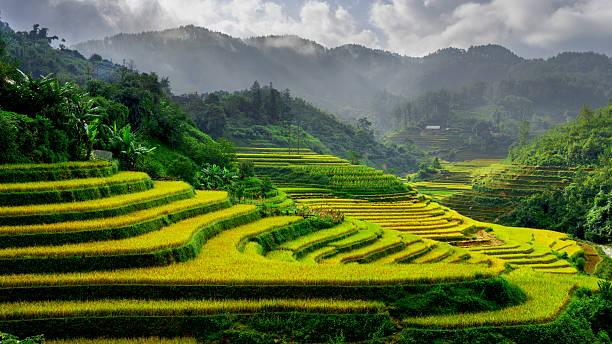 campi di riso in mu cang chai, vicino alla città, vietnam sapa - sa pa foto e immagini stock