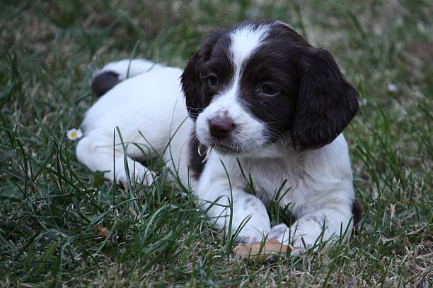 istock very cuteworking type english springer spaniel puppydog 467023836