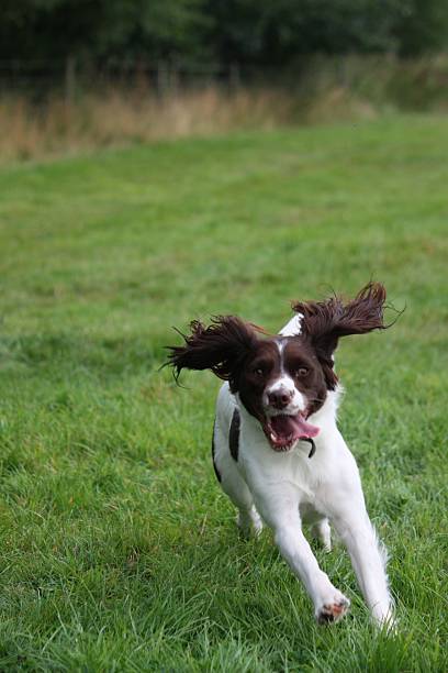istock liver and white working type english springer spaniel pet gundog 467024330