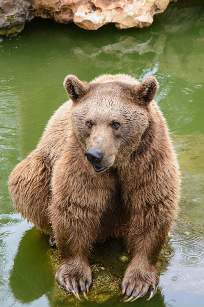 istock Brown bear sitting on the rock, rainy day 467024568