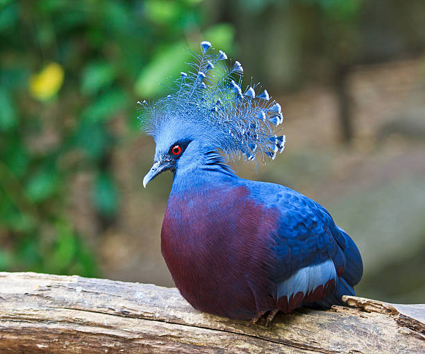 istock Exotic Bird Goura Victoria 467025243