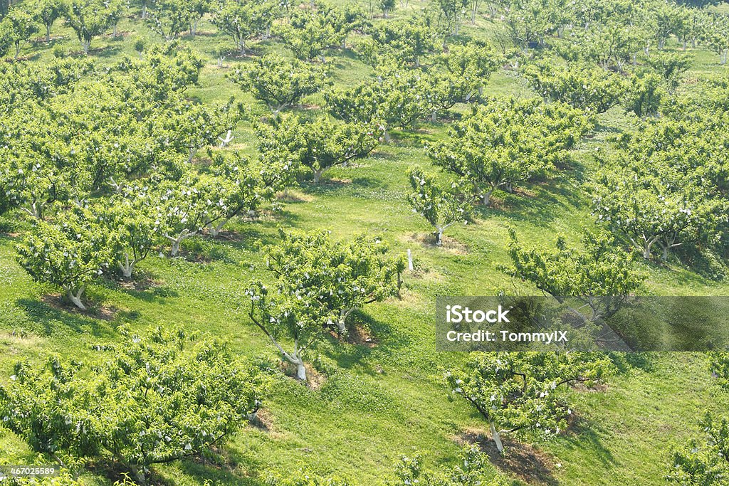 Melocotón orchard - Foto de stock de Agricultura libre de derechos