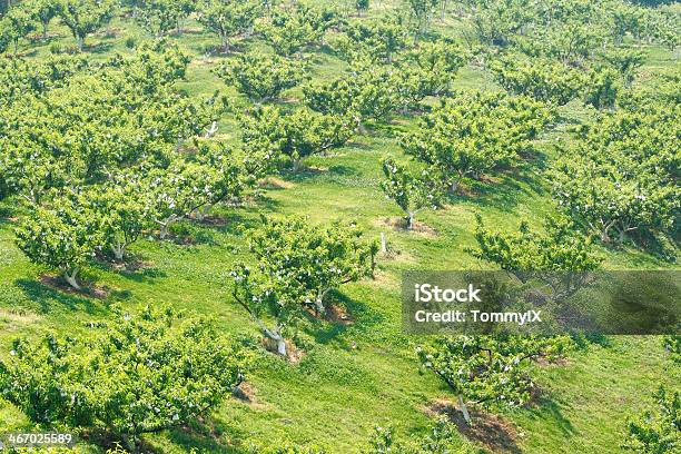 Melocotón Orchard Foto de stock y más banco de imágenes de Agricultura - Agricultura, Aire libre, Ajardinado