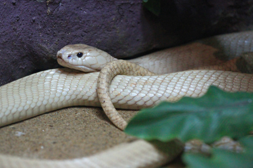 White King cobra.