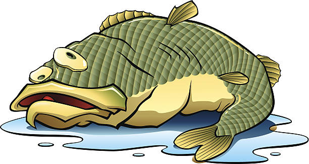 ilustraciones, imágenes clip art, dibujos animados e iconos de stock de pescado fuera del agua - fish oil nature nutritional supplement healthcare and medicine