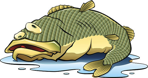 ilustrações de stock, clip art, desenhos animados e ícones de peixe fora d'água - fish oil illustrations