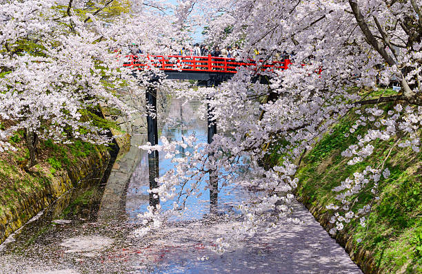 istock Cherry blossoms at Hirosaki Park 467027694
