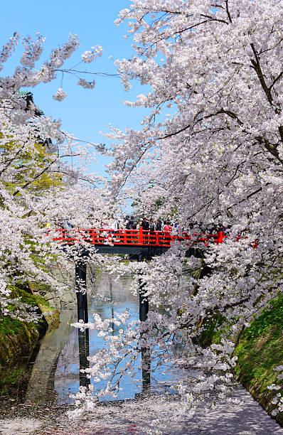 istock Cherry blossoms at Hirosaki Park 467027716