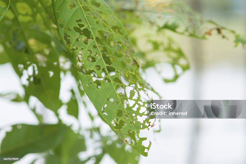 damage leaf damage leaf in the nature Agriculture Stock Photo