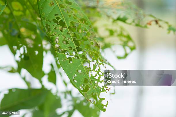 Damage Leaf Stock Photo - Download Image Now - Agriculture, Biting, Damaged