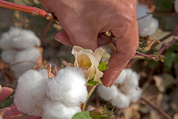 istock Flower and cotton wool in Uzbekistan 467029301