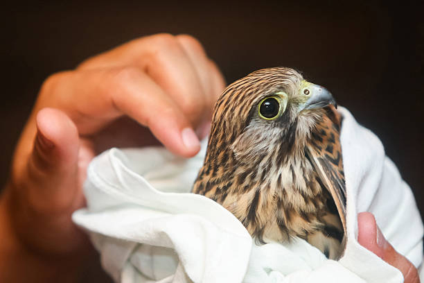 falco biarmicus em mãos humanas - lanner falcon - fotografias e filmes do acervo