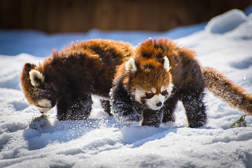 Red Panda Babies - Ailurus fulgens
