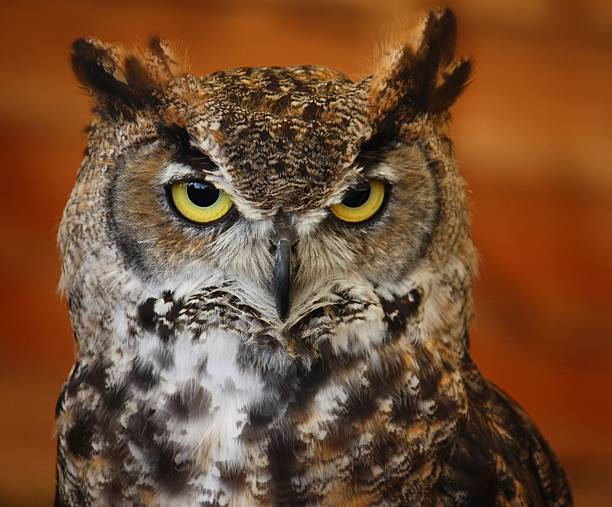 istock portrait of a crowned african eagle owl 467029784