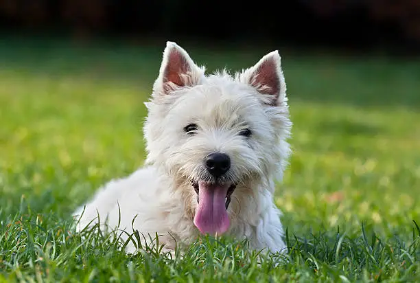 Cute West Highland White Terrier puppy looking  in the grass
