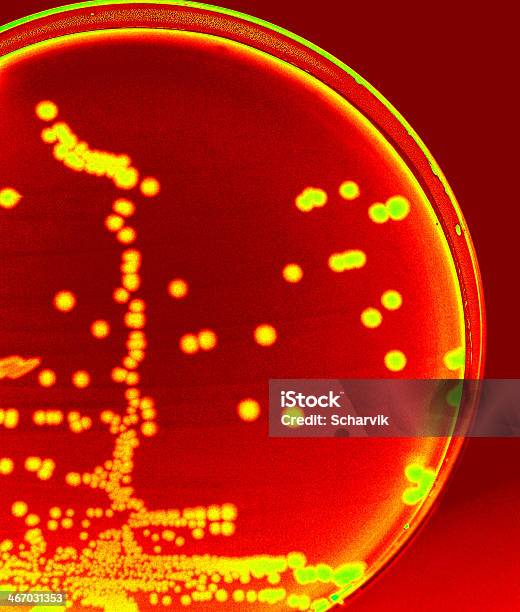 Enterobactéria - Fotografias de stock e mais imagens de Bactéria - Bactéria, Ciência, Célula
