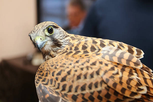 falco biarmicus olhando para a câmera - lanner falcon - fotografias e filmes do acervo