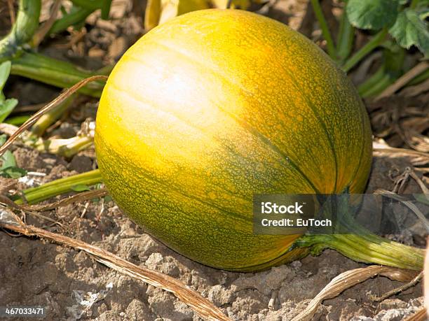 Foto de Tempo De Abóbora e mais fotos de stock de Abóbora - Abóbora, Agricultura, Amarelo