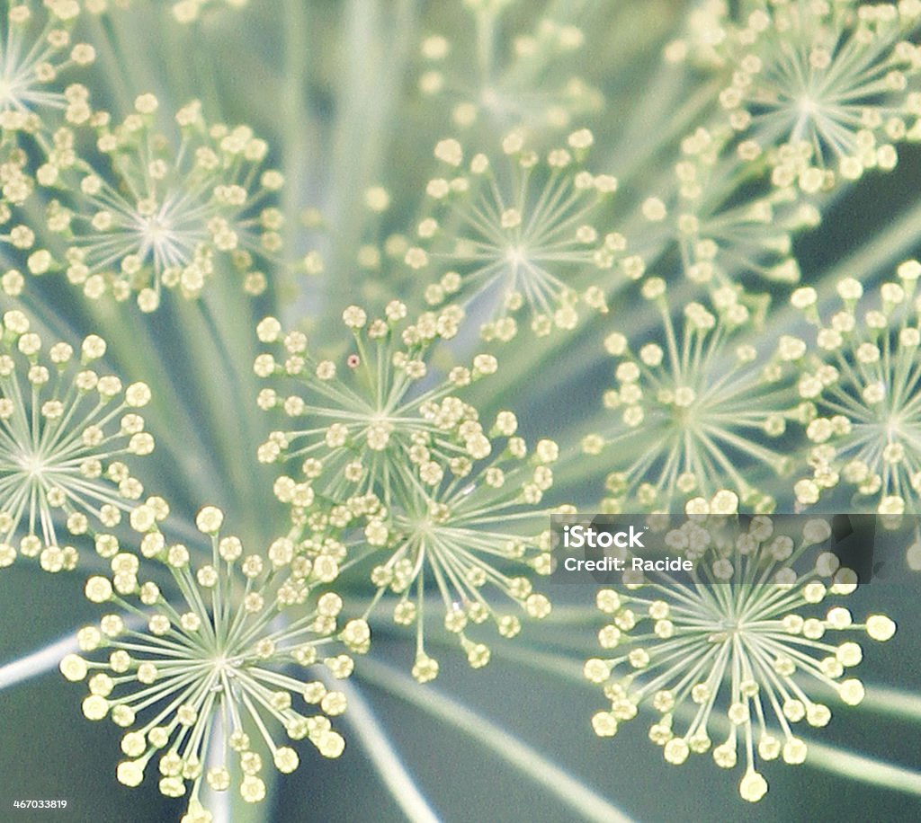 Fennel (Foeniculum vulgare) Botany Stock Photo