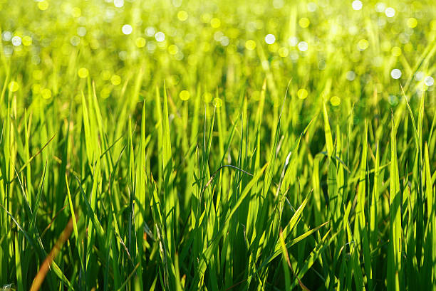 green grass and light. stock photo