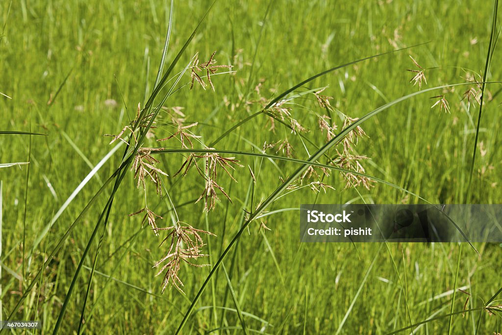 Природа фон с травой в луг - Стоковые фото Абстрактный роялти-фри