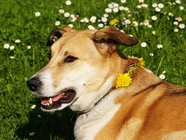 cachorro no prado com dandelions - hellbraun imagens e fotografias de stock