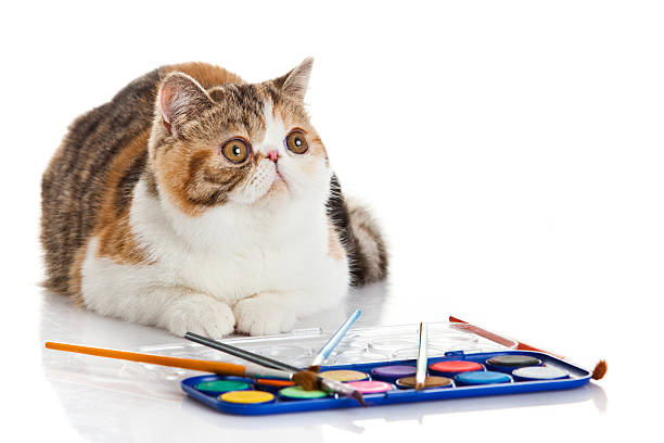 istock Exotic shorthair cat. Cute tabby kitten playing on white backgro 467034439