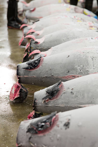 istock Line Of Frozen Tuna 467035437
