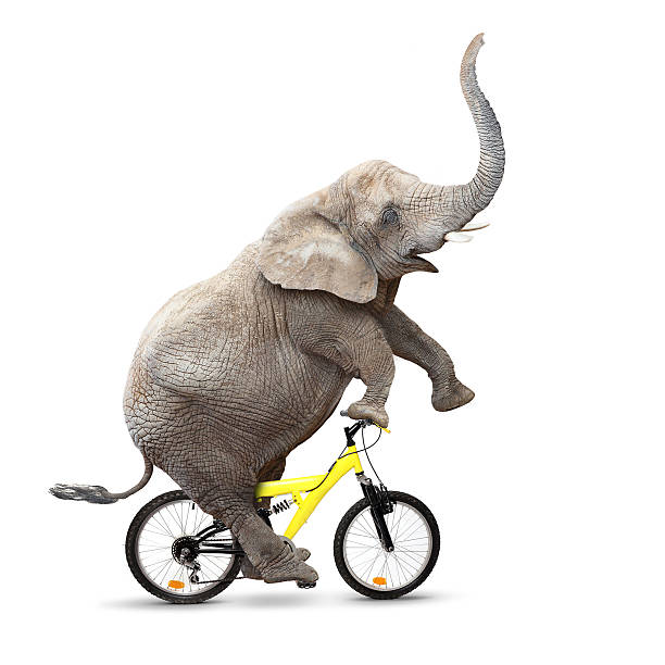Elephant Riding Box 1,400+ Elephant Train Stock Photos, Pictures & Royalty-Free Images - iStock