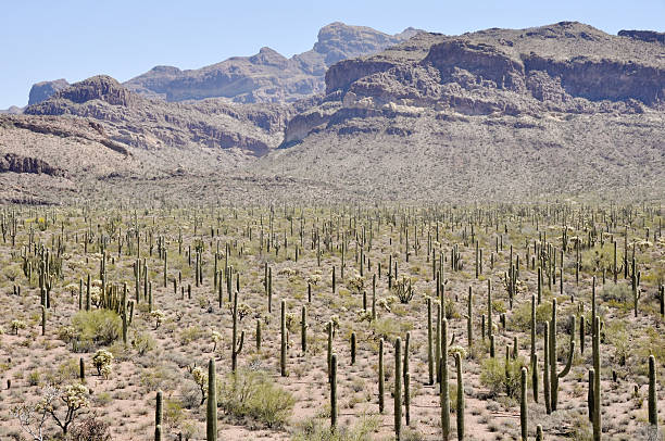 istock Organ Pipe Cactus National Park, Arizona 467036201