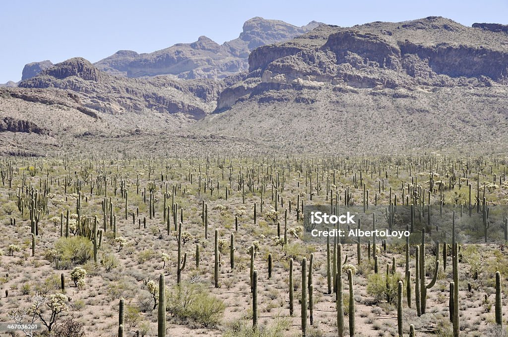 Parque Nacional Organ Pipe Cactus, Arizona - Foto de stock de Ajo royalty-free