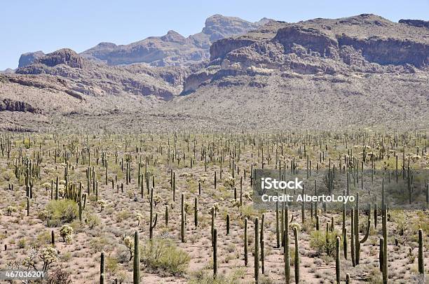 Foto de Parque Nacional Organ Pipe Cactus Arizona e mais fotos de stock de Ajo - Ajo, Arizona, Cacto