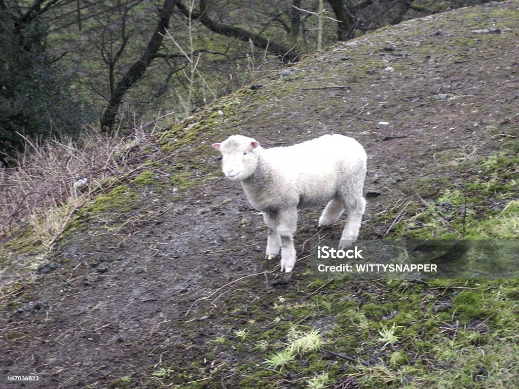 HÜBSCHE KLEINE LAMM - Lizenzfrei Fotografie Stock-Foto