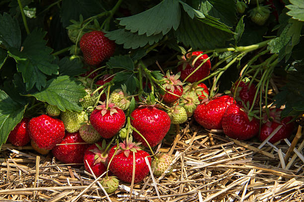 strawberries stock photo