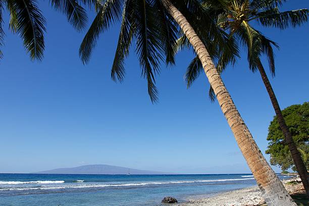 énorme palmier sur une plage à maui - maui beach palm tree island photos et images de collection