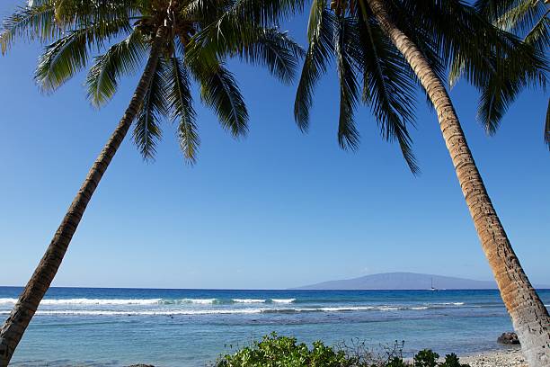 deux palmiers sur la plage - maui beach palm tree island photos et images de collection