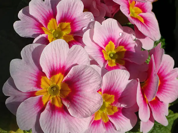 Photo showing the patterned pink and yellow flowers of some cultivated primroses (primulas), which are being sold in a garden centre as colourful winter / spring bedding plants.  These primroses are generally treated as annual plants, often being added to planters and discarded when they stop flowering and start to look tatty.