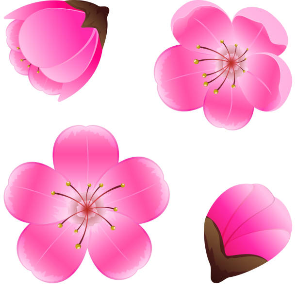 illustrazioni stock, clip art, cartoni animati e icone di tendenza di fiori rosa - blossom growth single flower cherry blossom