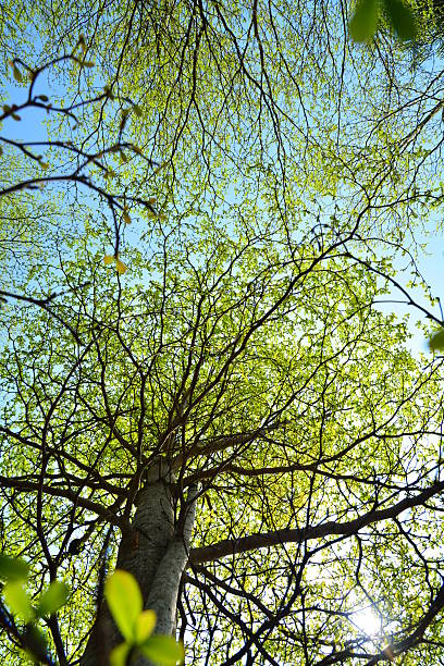istock Trees grow in spring season 467040958