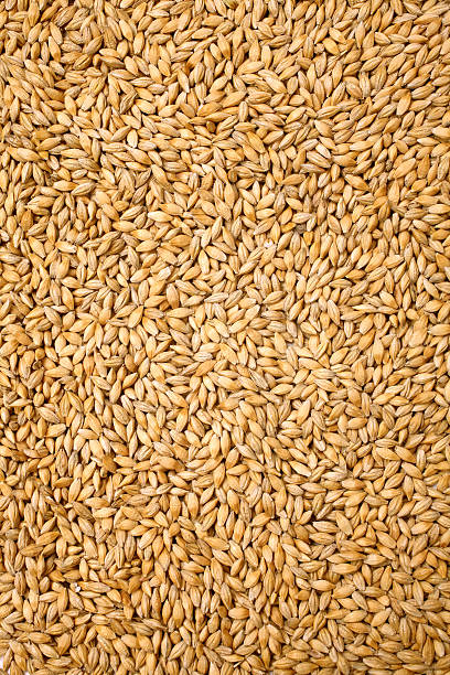 istock Wheat background view from the top close up 467041124