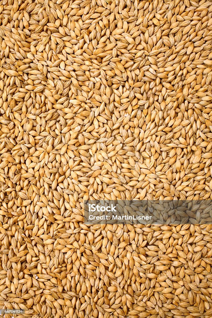 Wheat background view from the top close up  Wheat Stock Photo