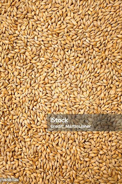 Wheat Background View From The Top Close Up Stock Photo - Download Image Now - Wheat, 2015, Agriculture