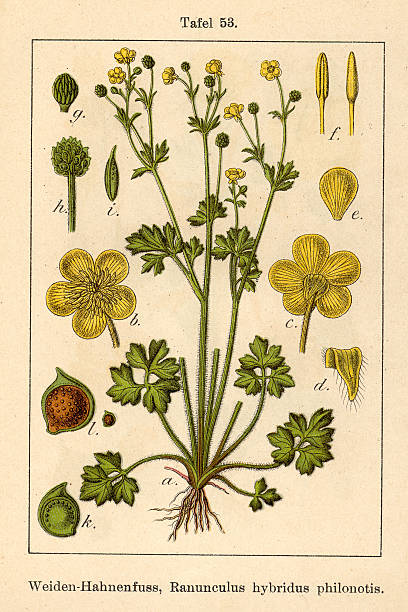 istock Botanic FiA v05 t53 Ranunculus hybridus philonotis 467042925